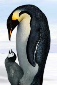 penguins